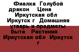 Фиалка “Голубой дракон“ › Цена ­ 160 - Иркутская обл., Иркутск г. Домашняя утварь и предметы быта » Растения   . Иркутская обл.,Иркутск г.